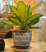 瑪麗安（花葉萬(wàn)年青）